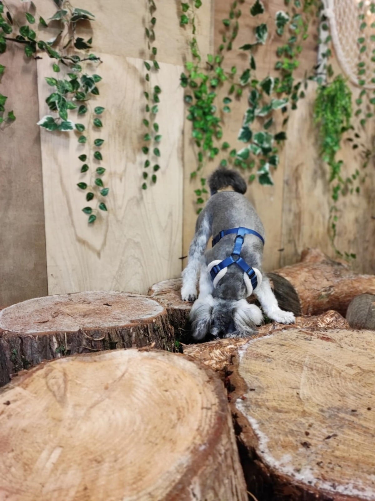 Inside the secure indoor dog park at Sit.Stay.Play Rhyl