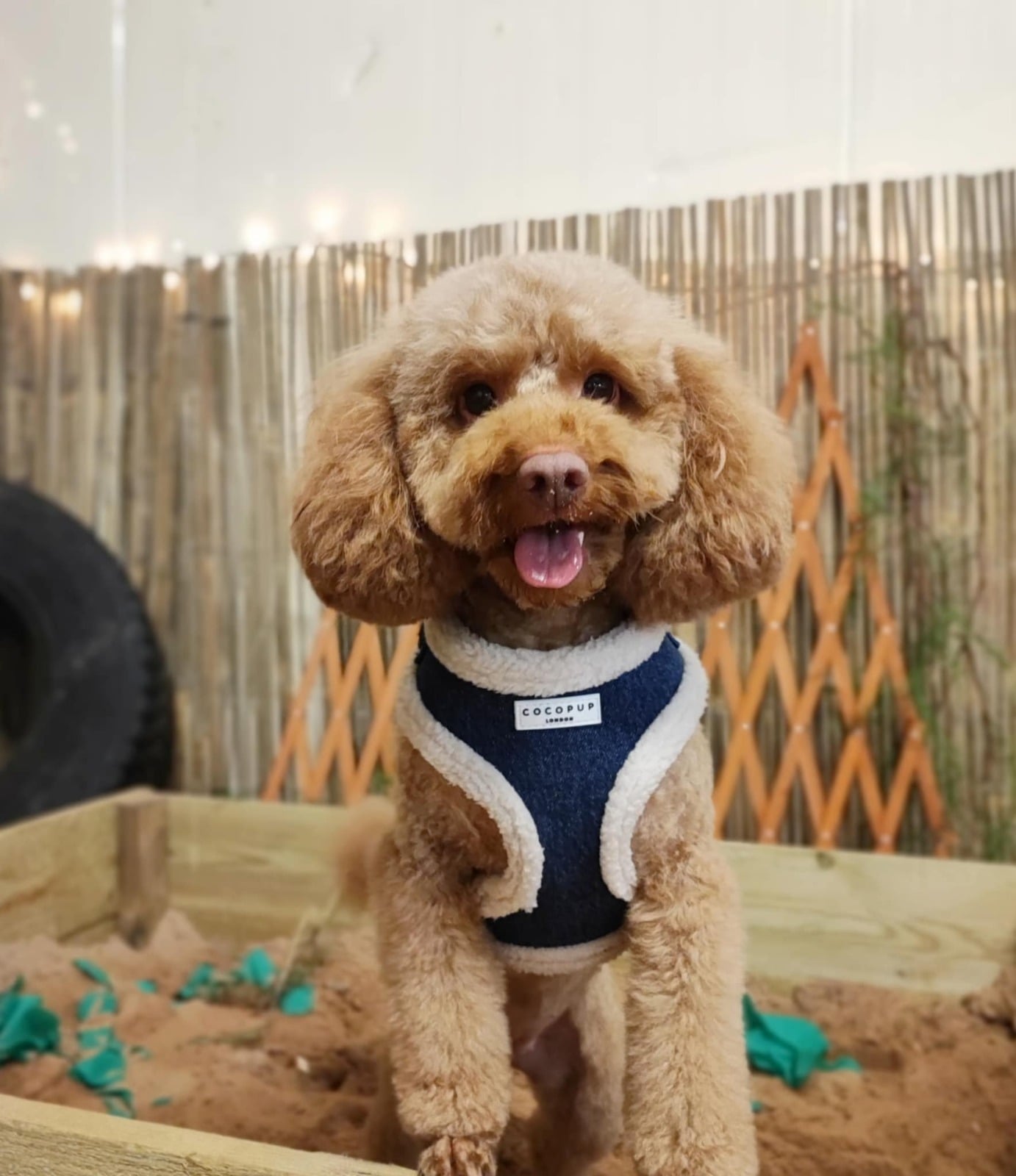 Dog enjoying the enclosed play area